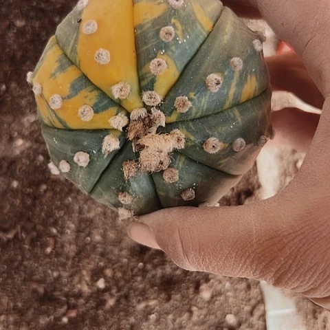 402处理嫁接兜锦的