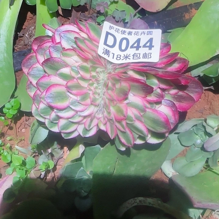 多肉法师荔枝缀化