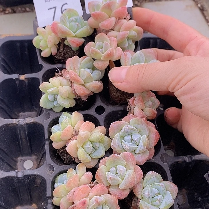 76-77 多肉植物盆栽植物