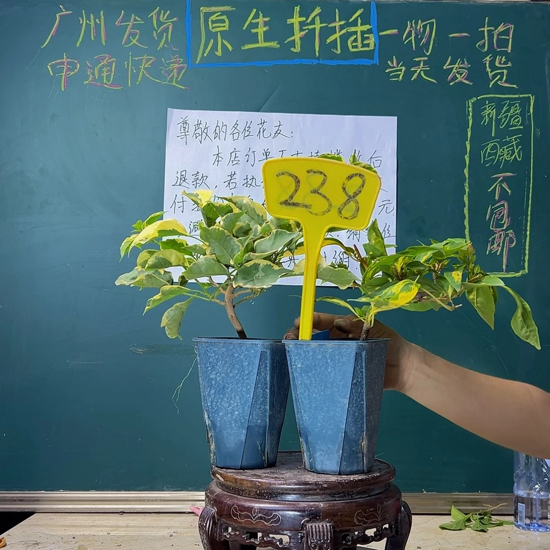 当前无花栽培后可以开花蜡染粉方盆 金心橙白方盆 238