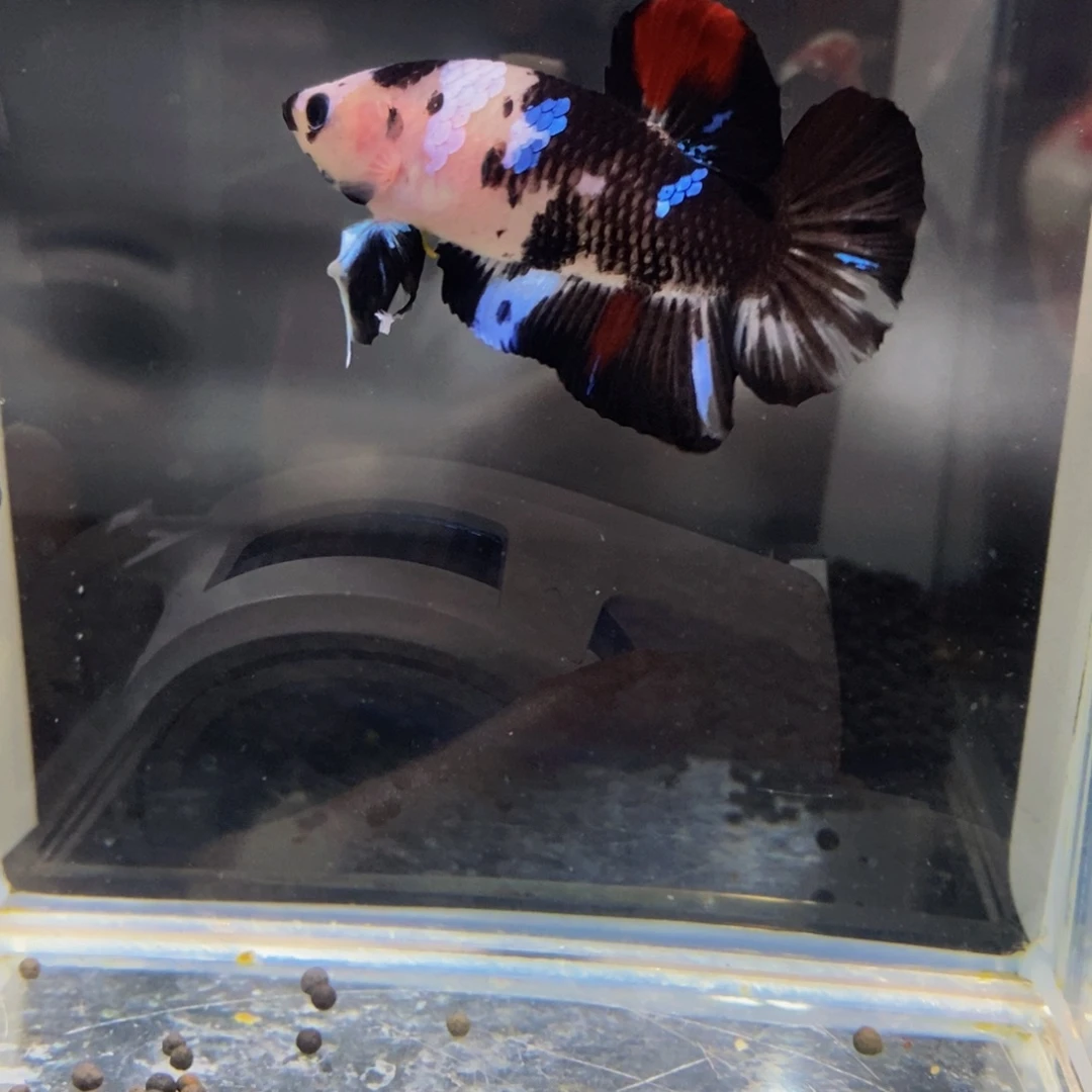 斗鱼386巨斗11111