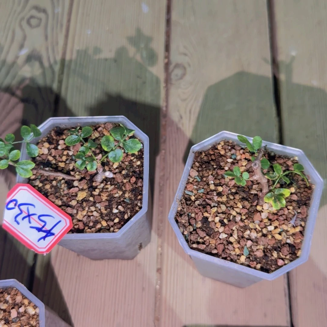 块根植物块根植物