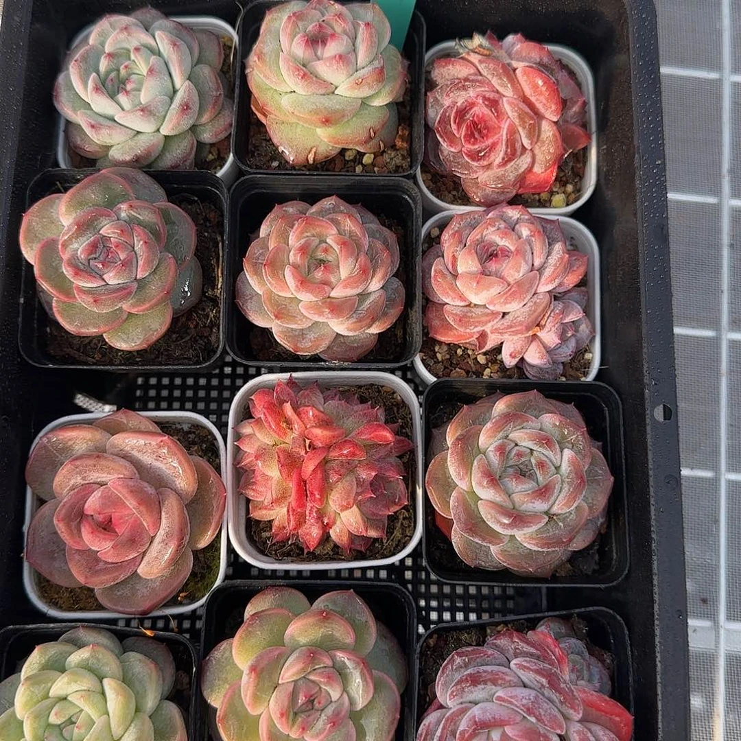 从前慢花园精选0117-33