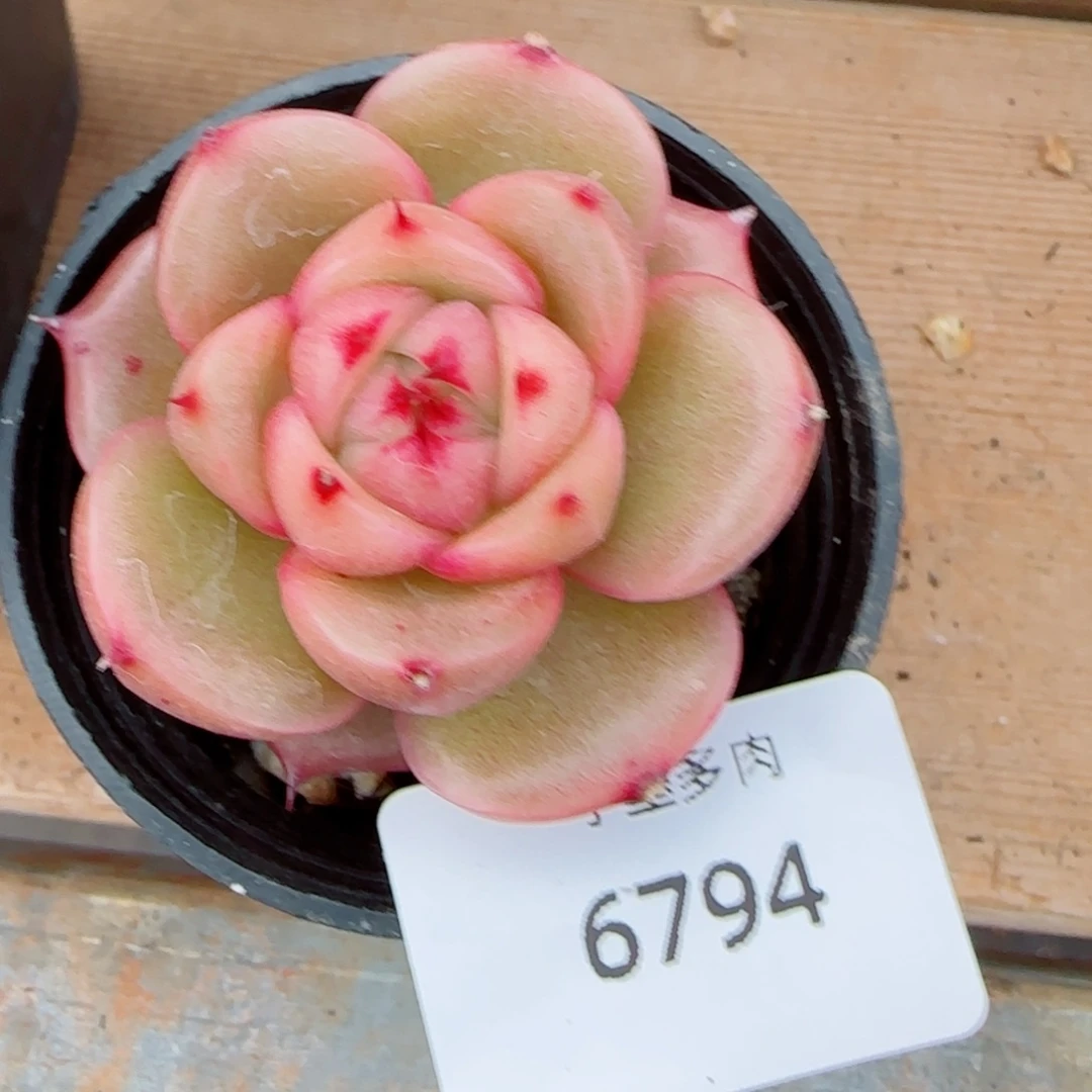 玉玲珑，6794多肉植物