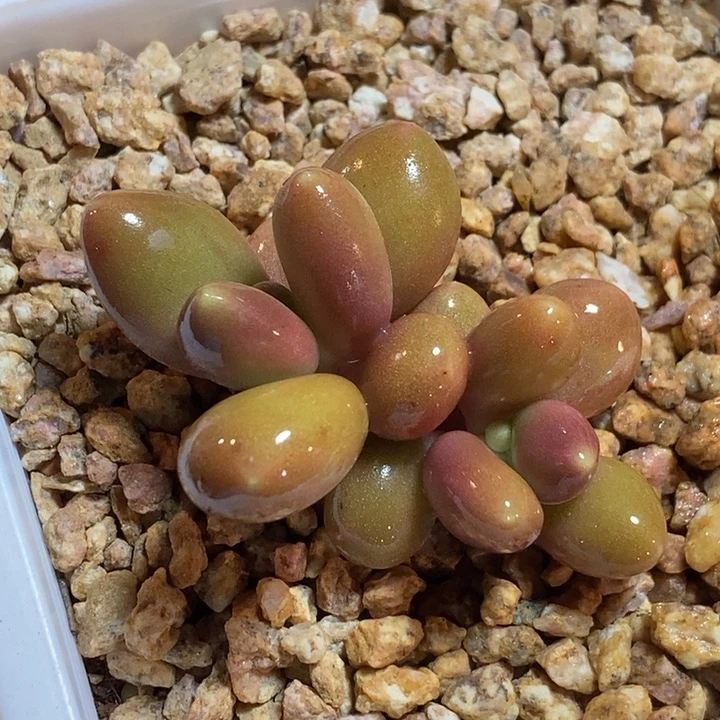 正版芒果奶多肉锦