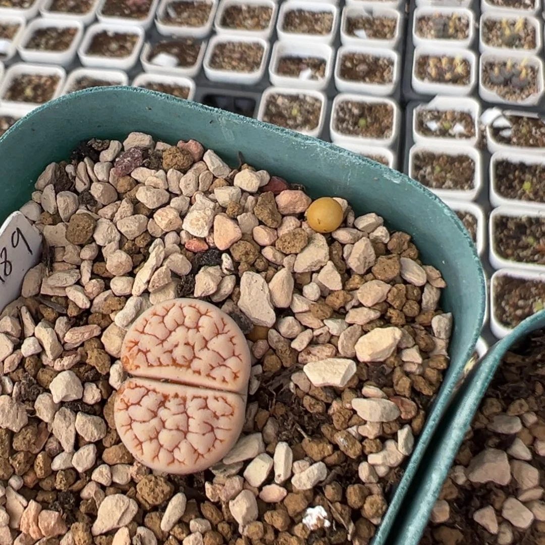 喜***乐33多肉植物百科植物