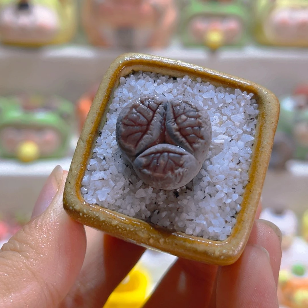 153岛田红窗菊奔驰带盆带土