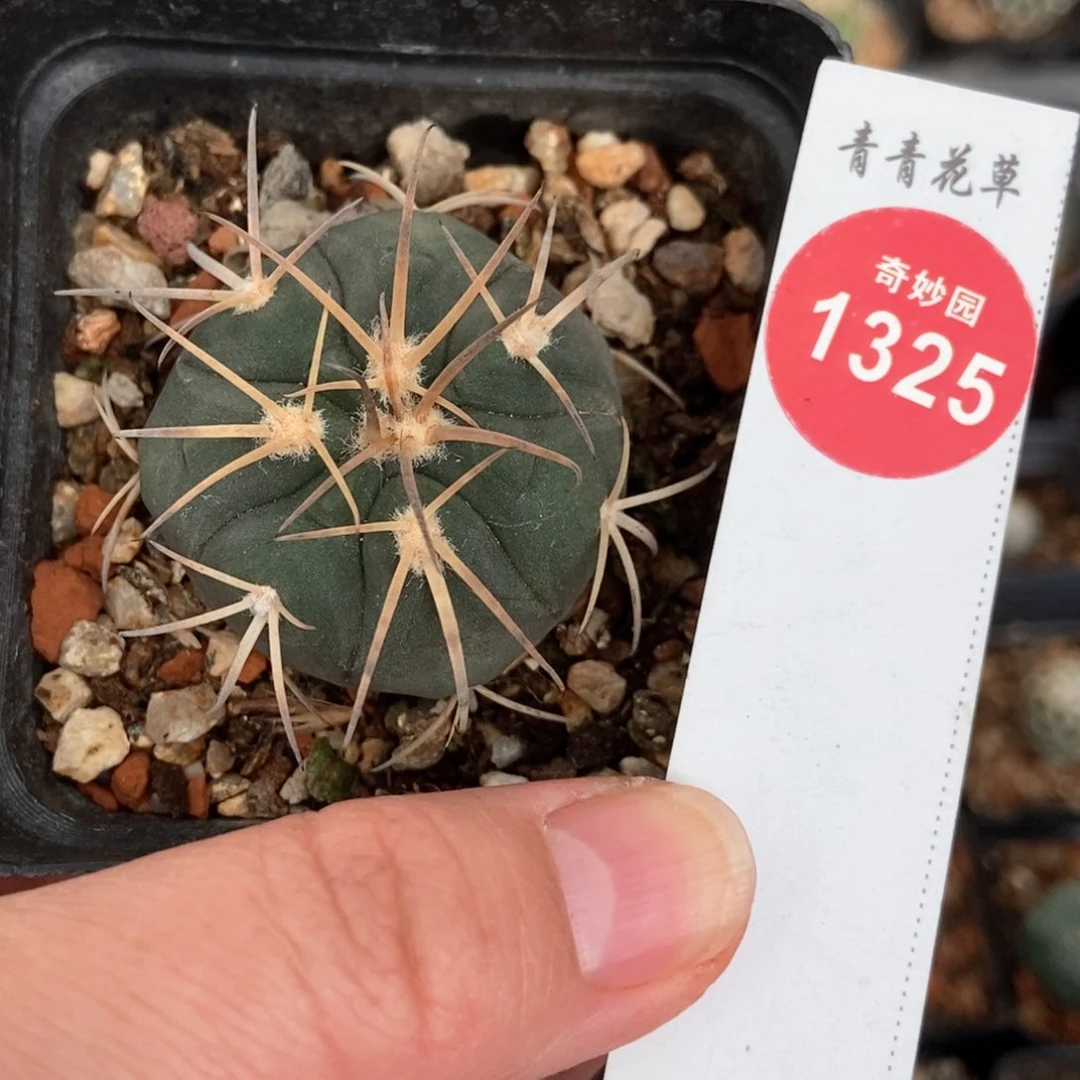 实生狂刺天平丸一颗仙人球