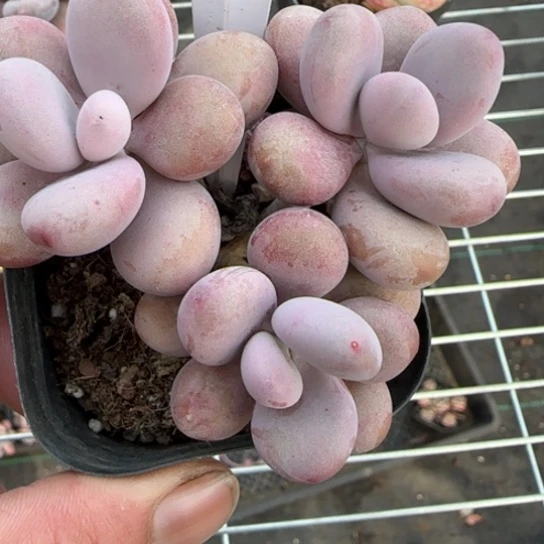 26桃蛋多肉一物一拍