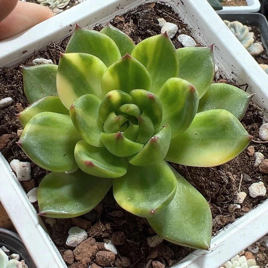 月亮石锦 小方花圃一单包邮非偏远