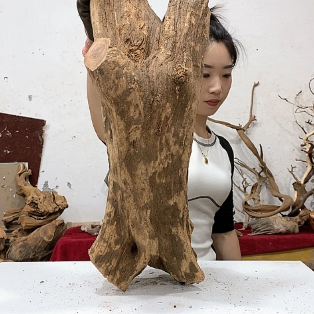 【闪购商品】柏木親**然我们都是好孩子