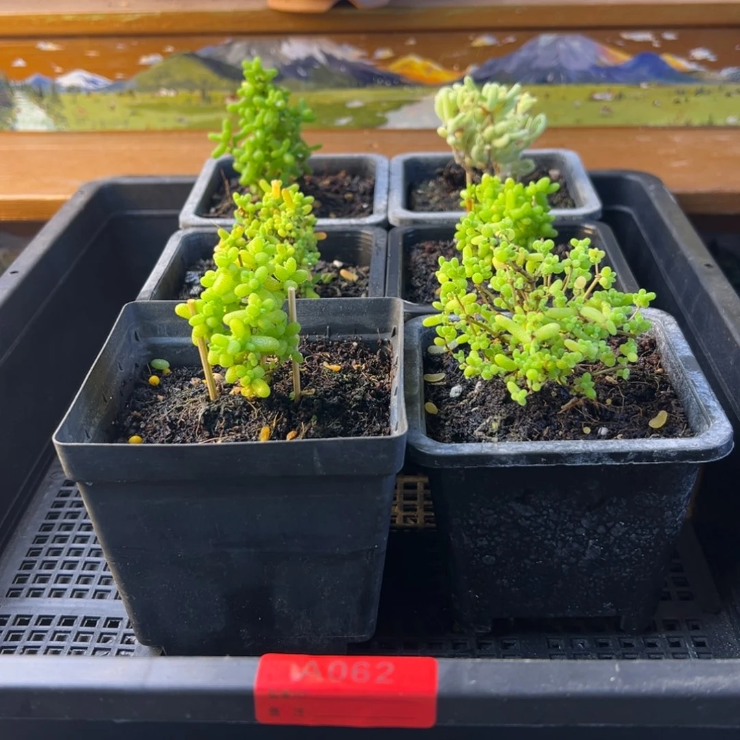 枝干番杏多肉植物062安