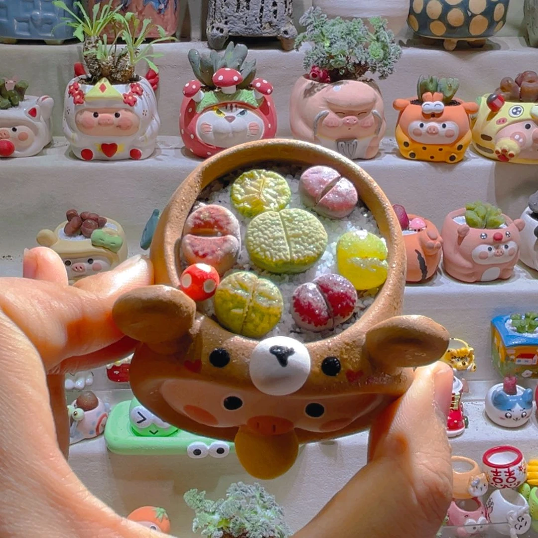 028高端多肉带盆土一套38