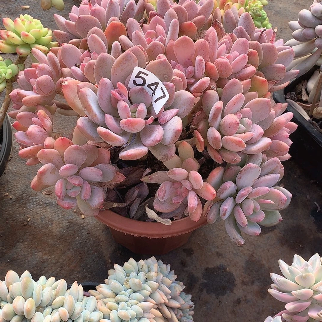 547灰姑娘 一物一拍多肉