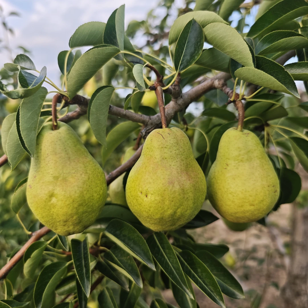 甘肃天水香蕉梨头茬太婆梨老品种洋梨产地现摘现发
