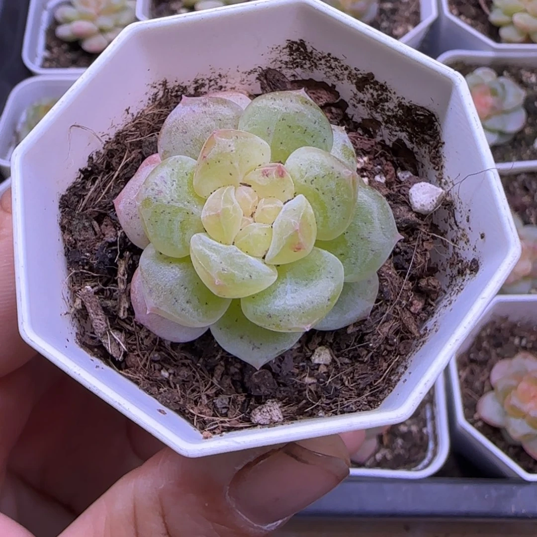 小卡拉米糖心一物一拍4-7