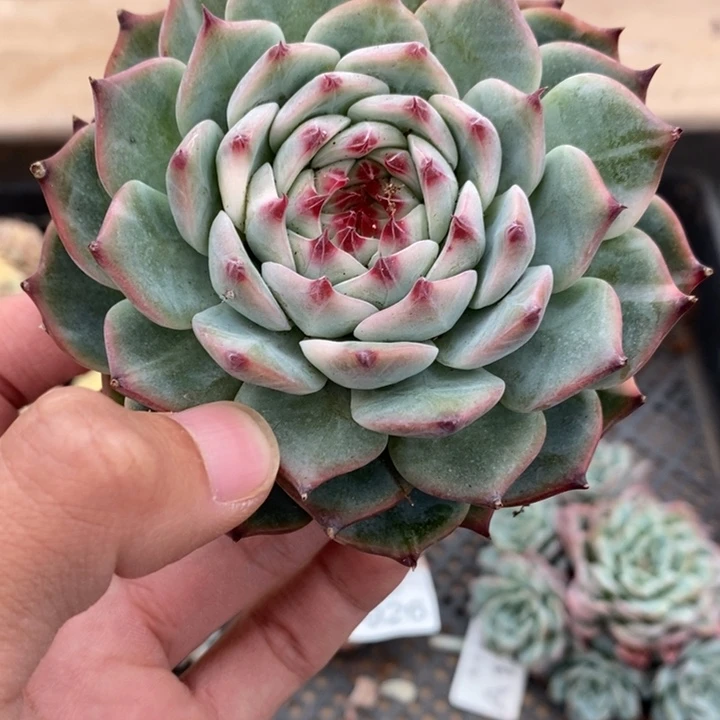 吉娃娃锦多肉植物A1929