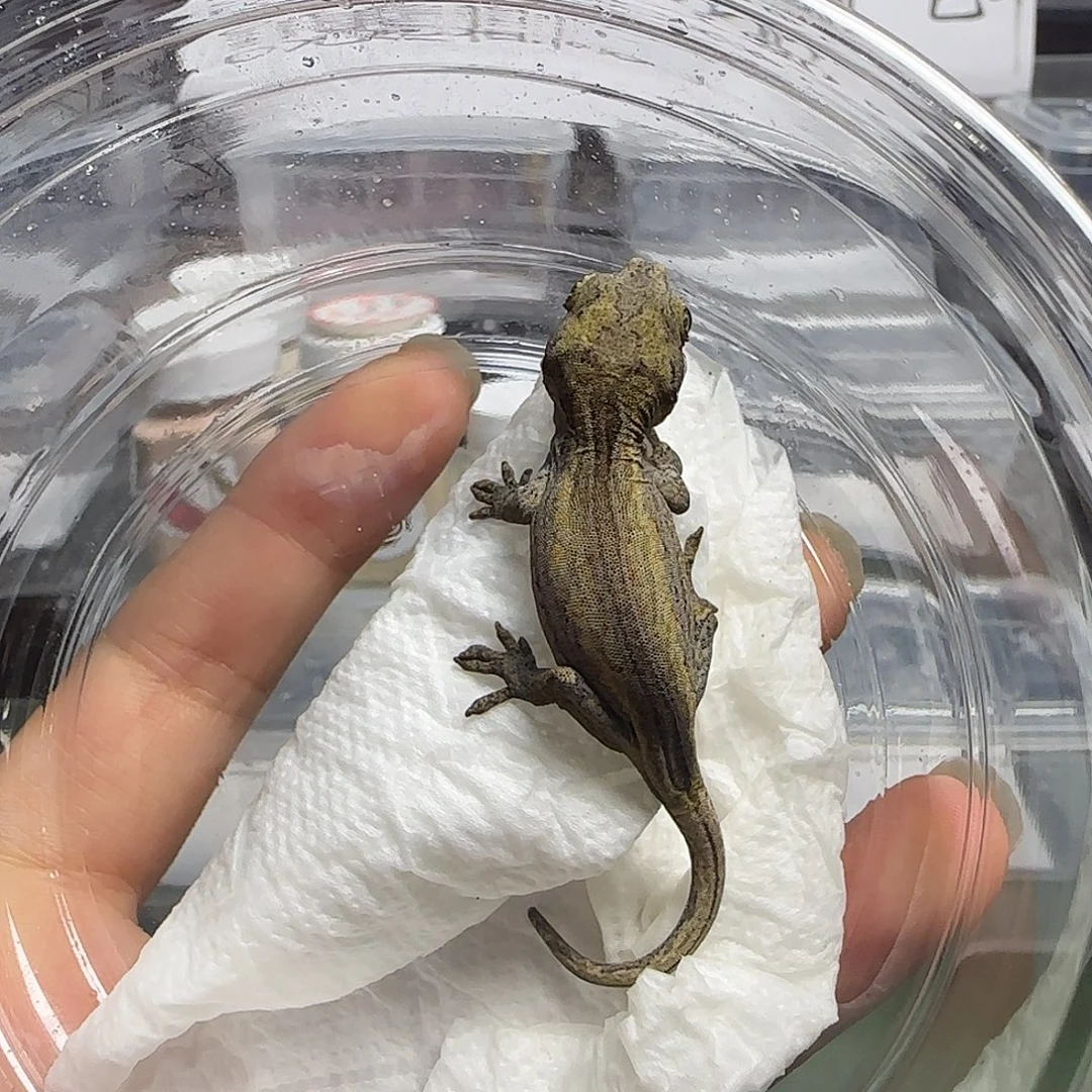 盖勾亚守宫盖勾亚大幼