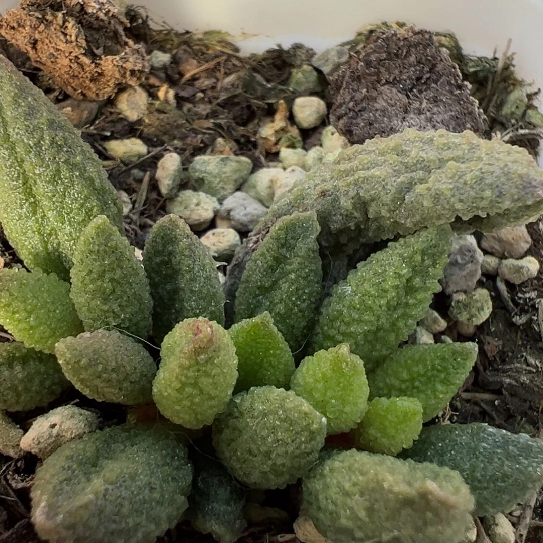 实生新品大苗多肉植物水泡