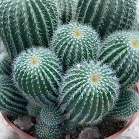 金冠仙人球30米仙人球