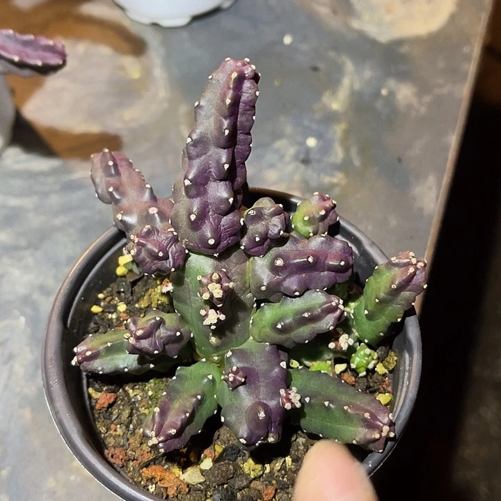 满38包邮2天凑单，脱土晾根发货多肉植物