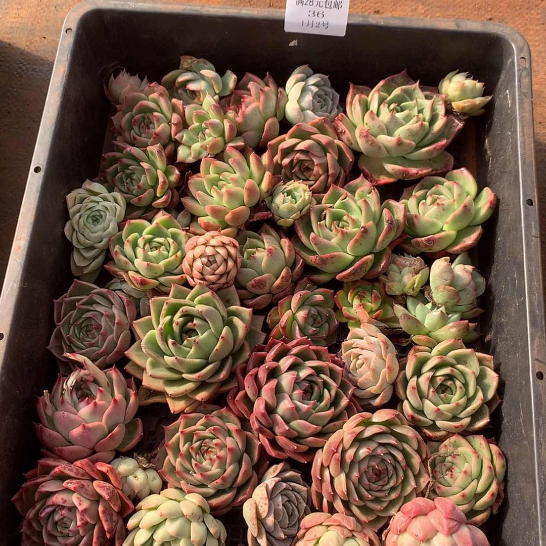 【闪购商品】云36号一筐