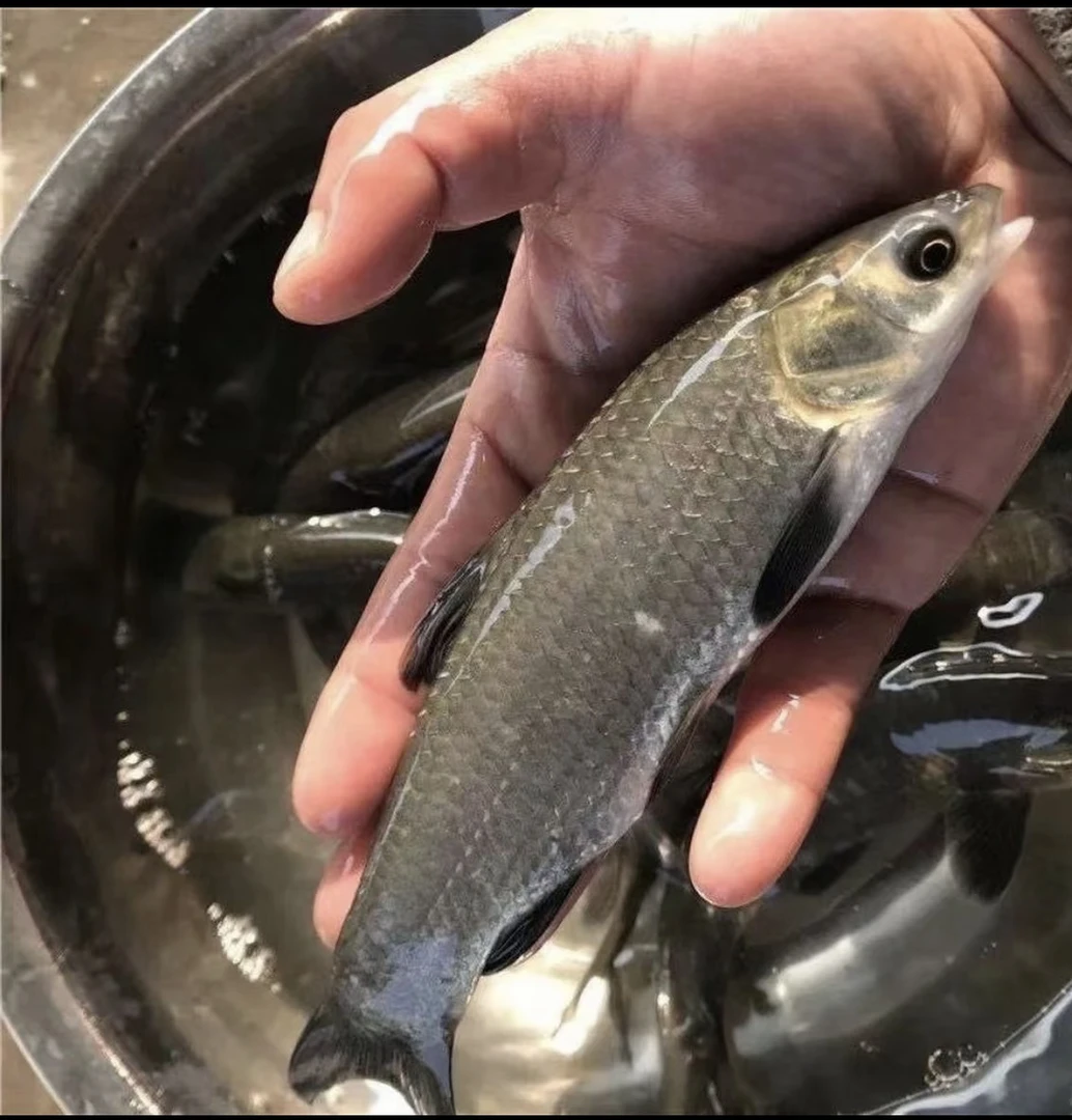 螺蛳青鱼 可观赏淡水养殖