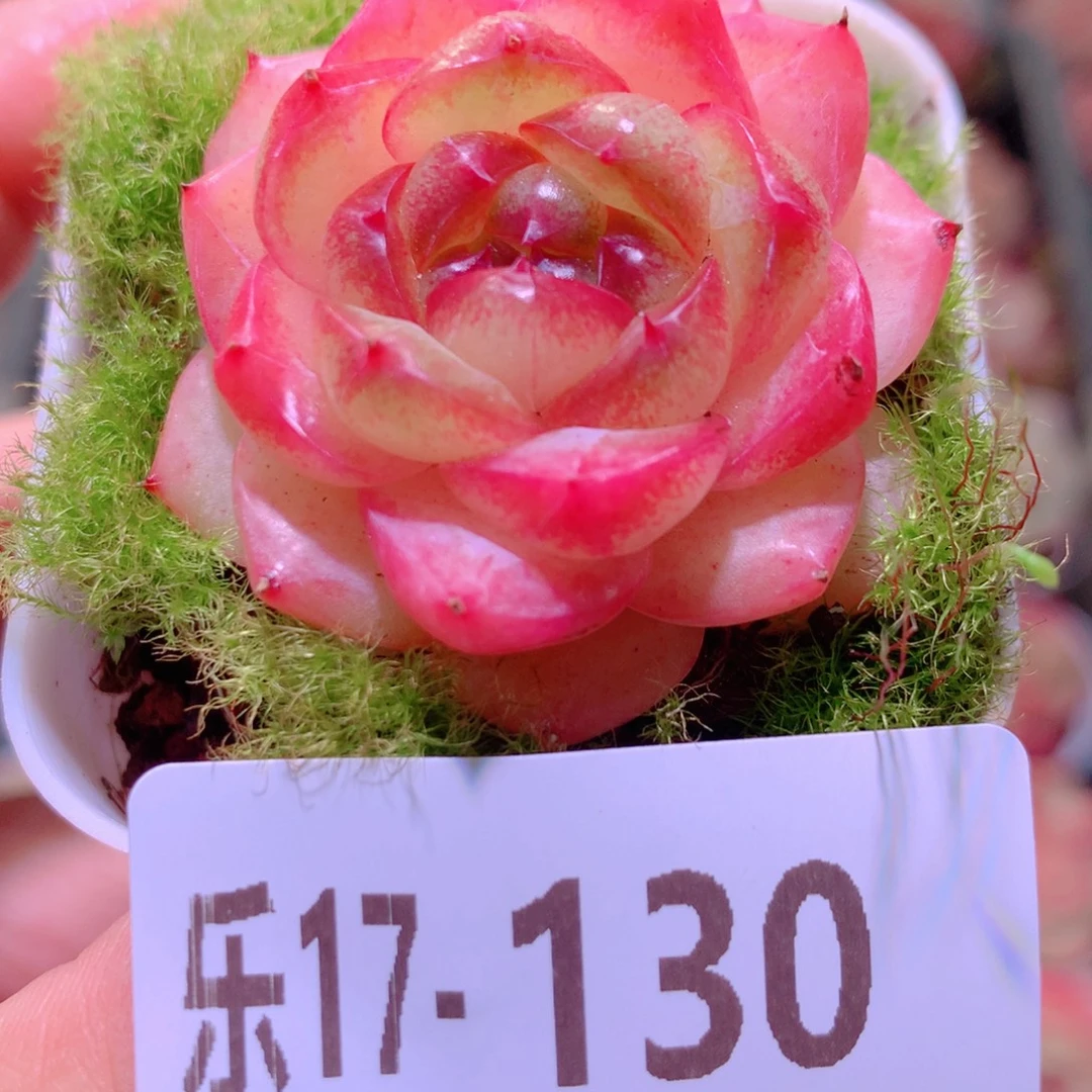 乐然17-130 福利珍妮