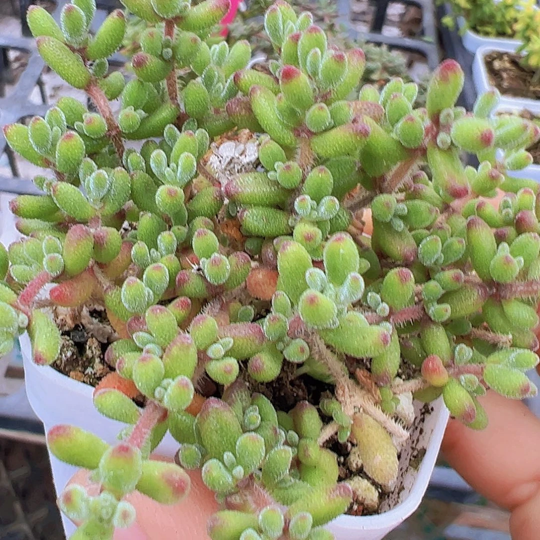 红宝石枝干19包邮多肉