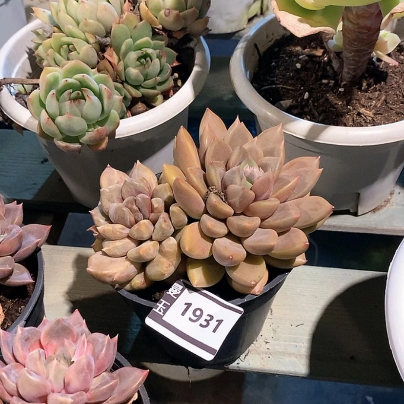 【闪购商品】红象牙石化1931