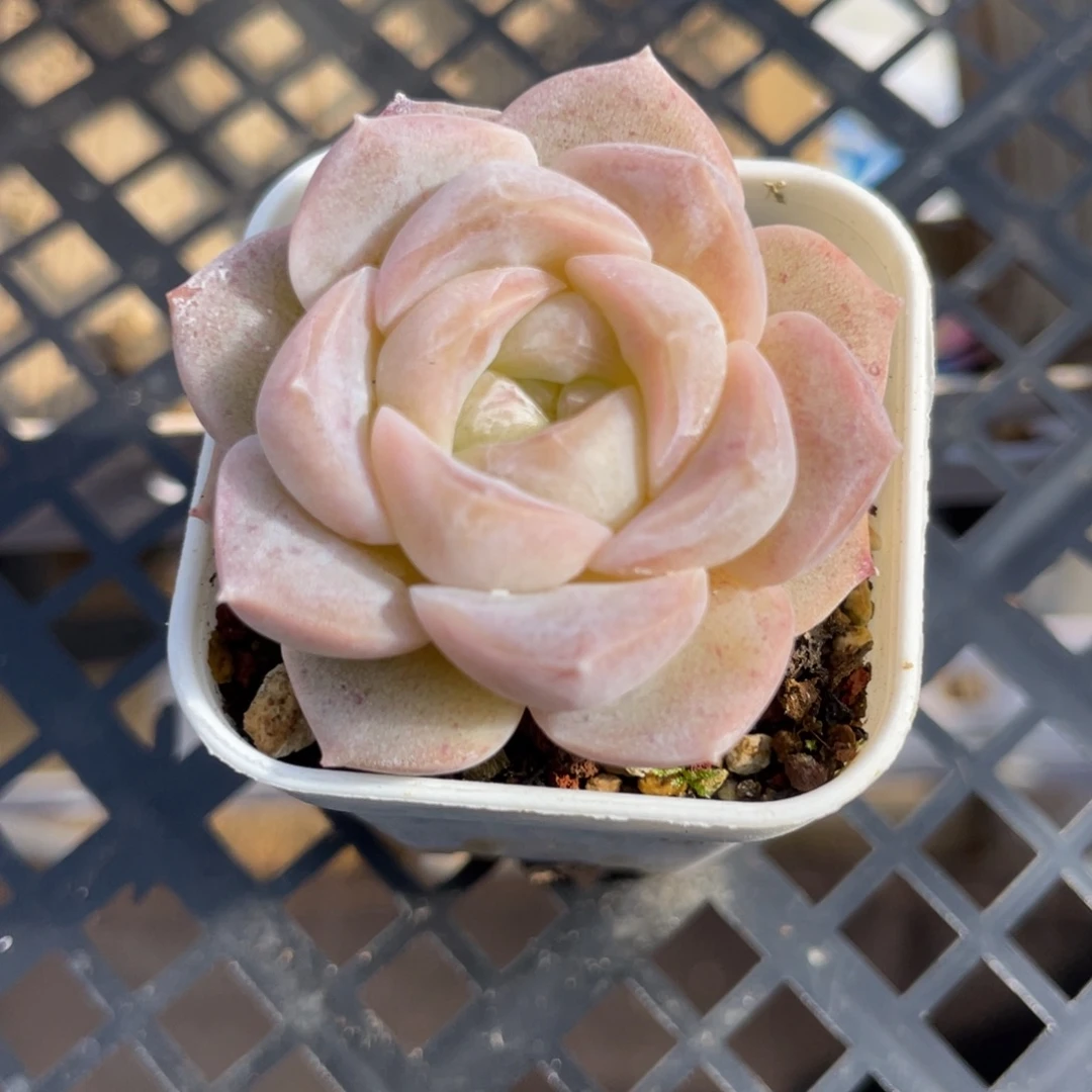 优选拇指杯珍妮福利良辰1976