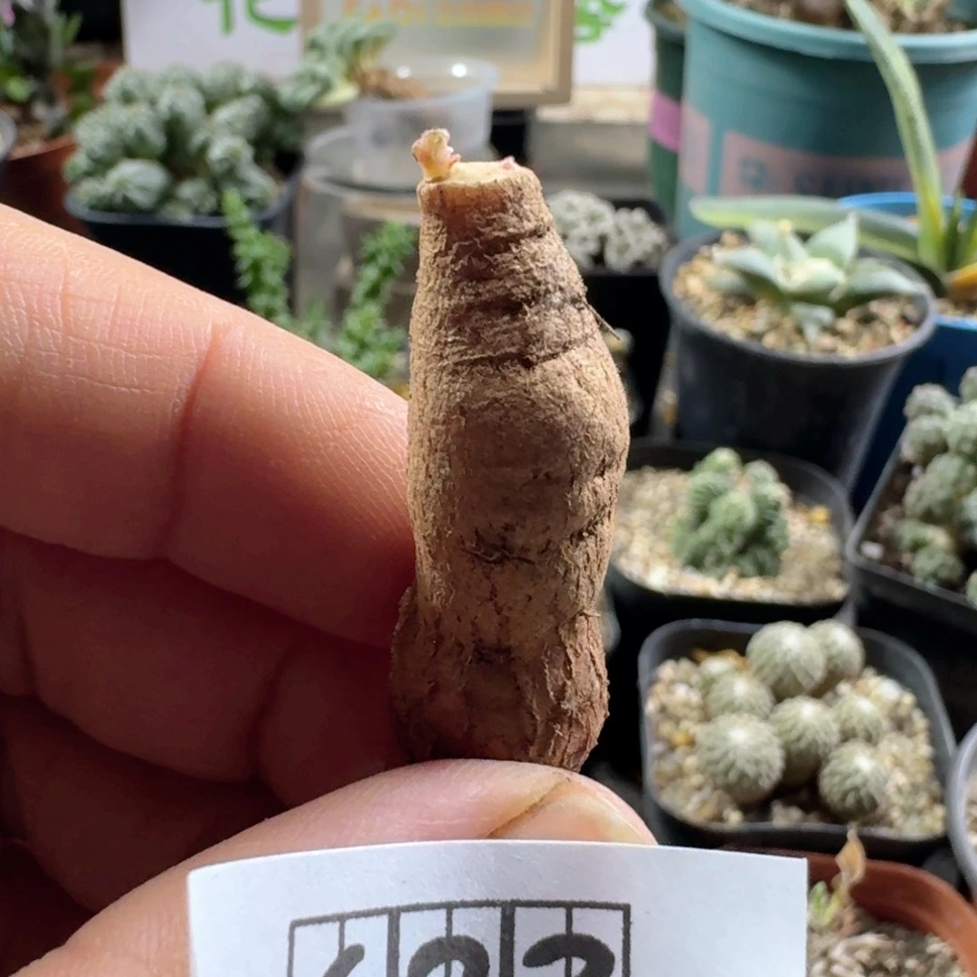 623罗伯塔洋葵脱土发货