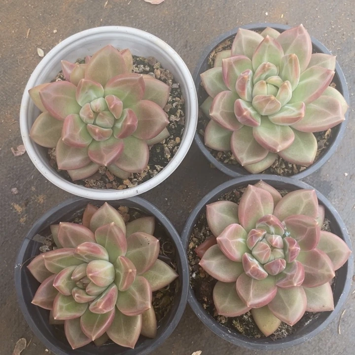 迷雾泡泡拍1发4，胖体