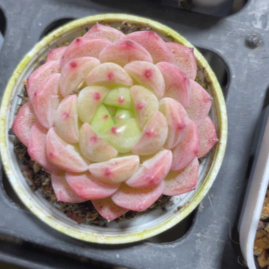 优选甜心福利1689