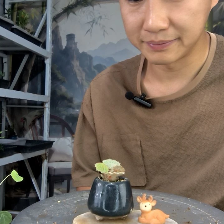 可****?中青园艺一物一拍5