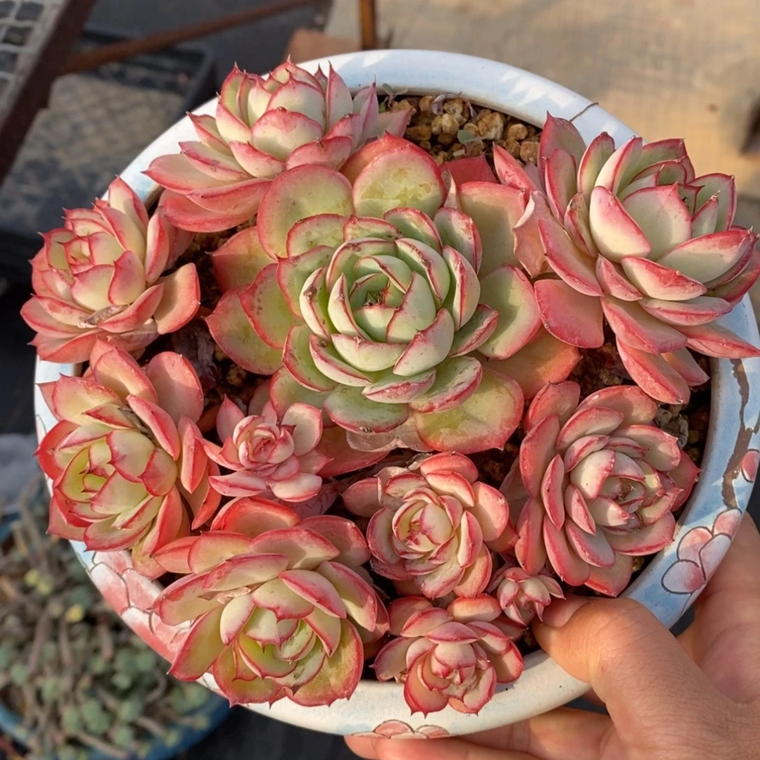 牡丹亭老桩一物一拍