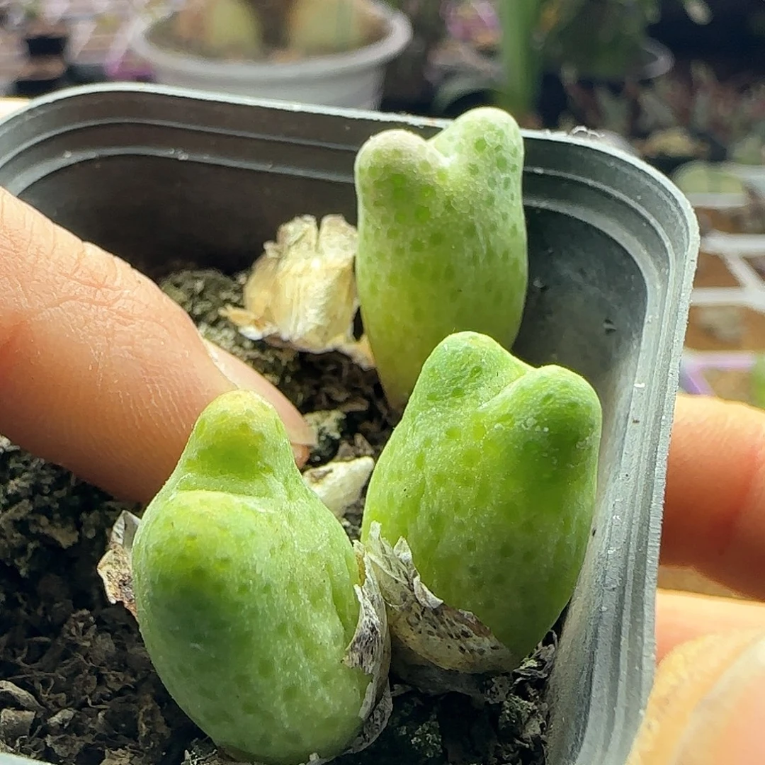 茳**姐28包邮脱土发货28334