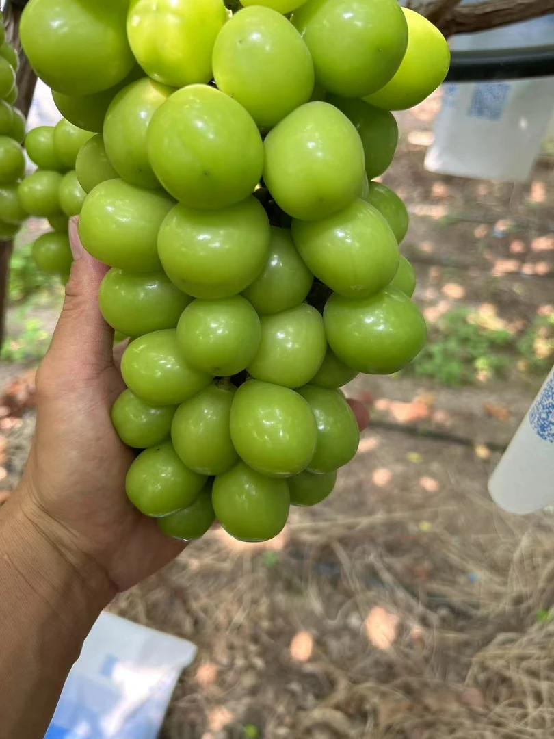 大凉山阳光玫瑰葡萄新鲜采摘脆甜无籽带玫瑰香