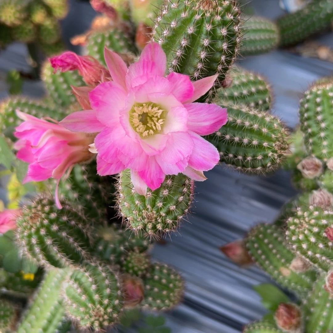 白檀1007侧芽一个