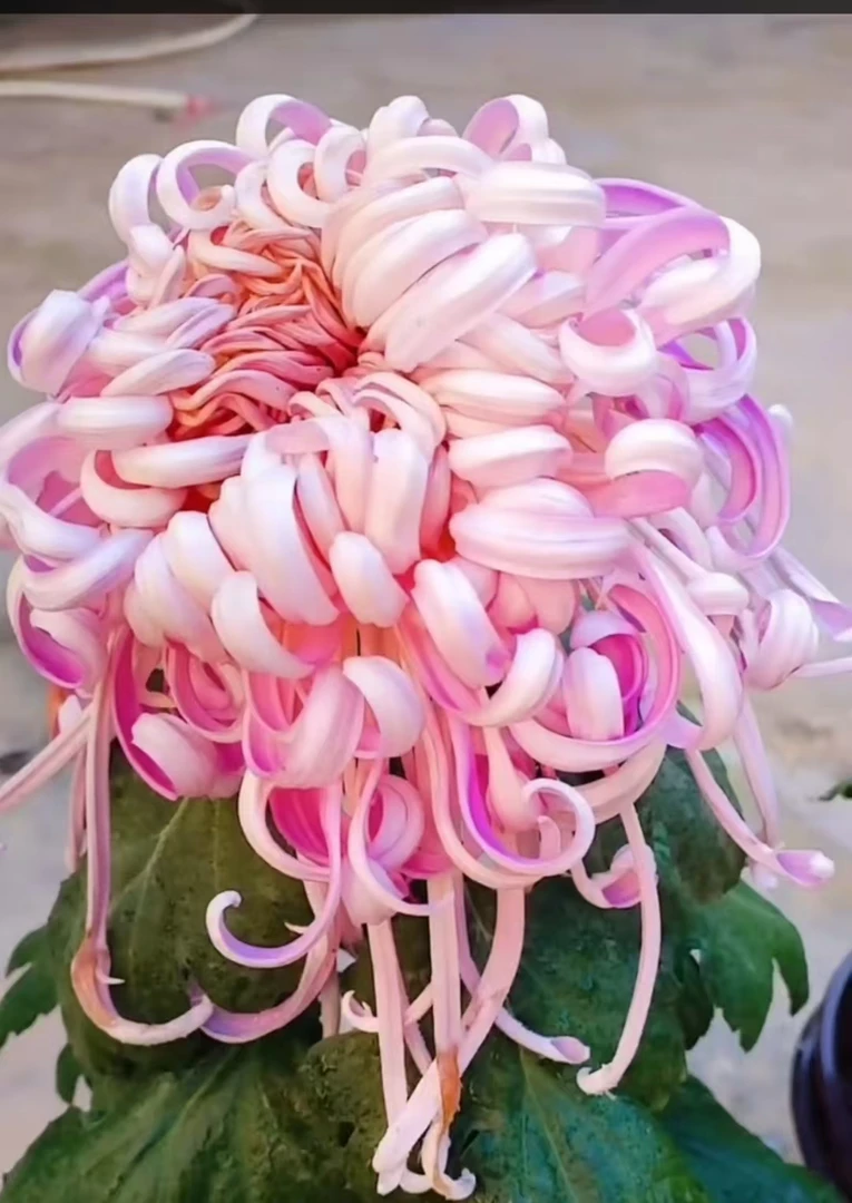 菊花苗【飞天得意缘】对版发货大菊多年生植物盆栽地载花卉绿植