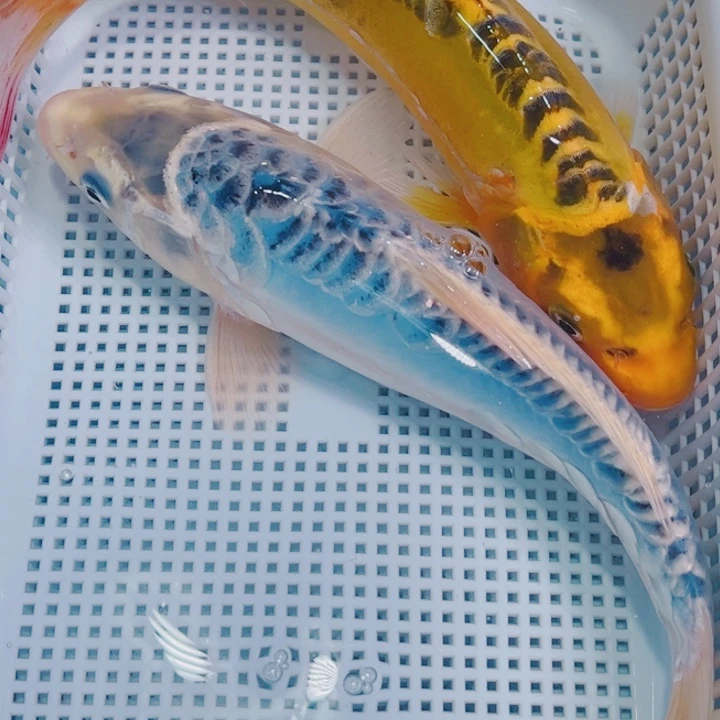 锦鲤冷水锦鲤观赏鱼