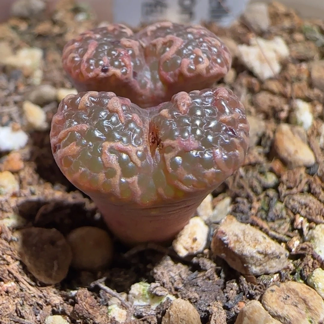 肉锥多肉植物组合-泡泡勋1184