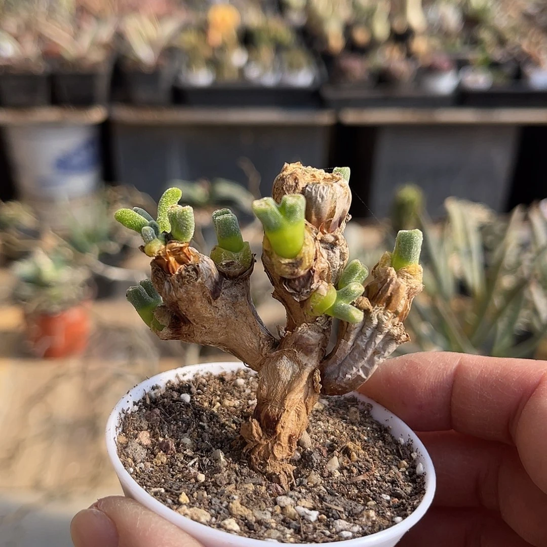 碧光环老桩一物一拍