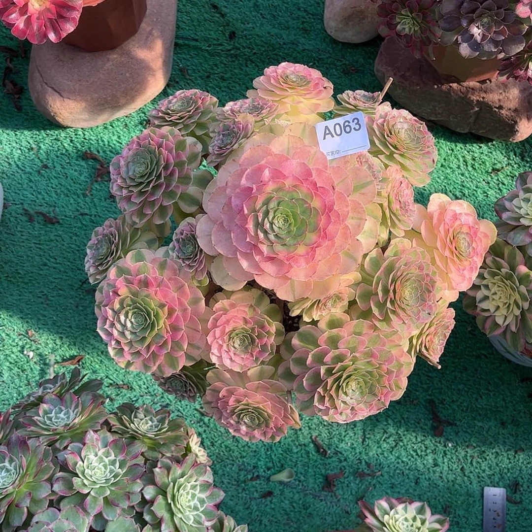 沁***源多肉雨荷0000000063