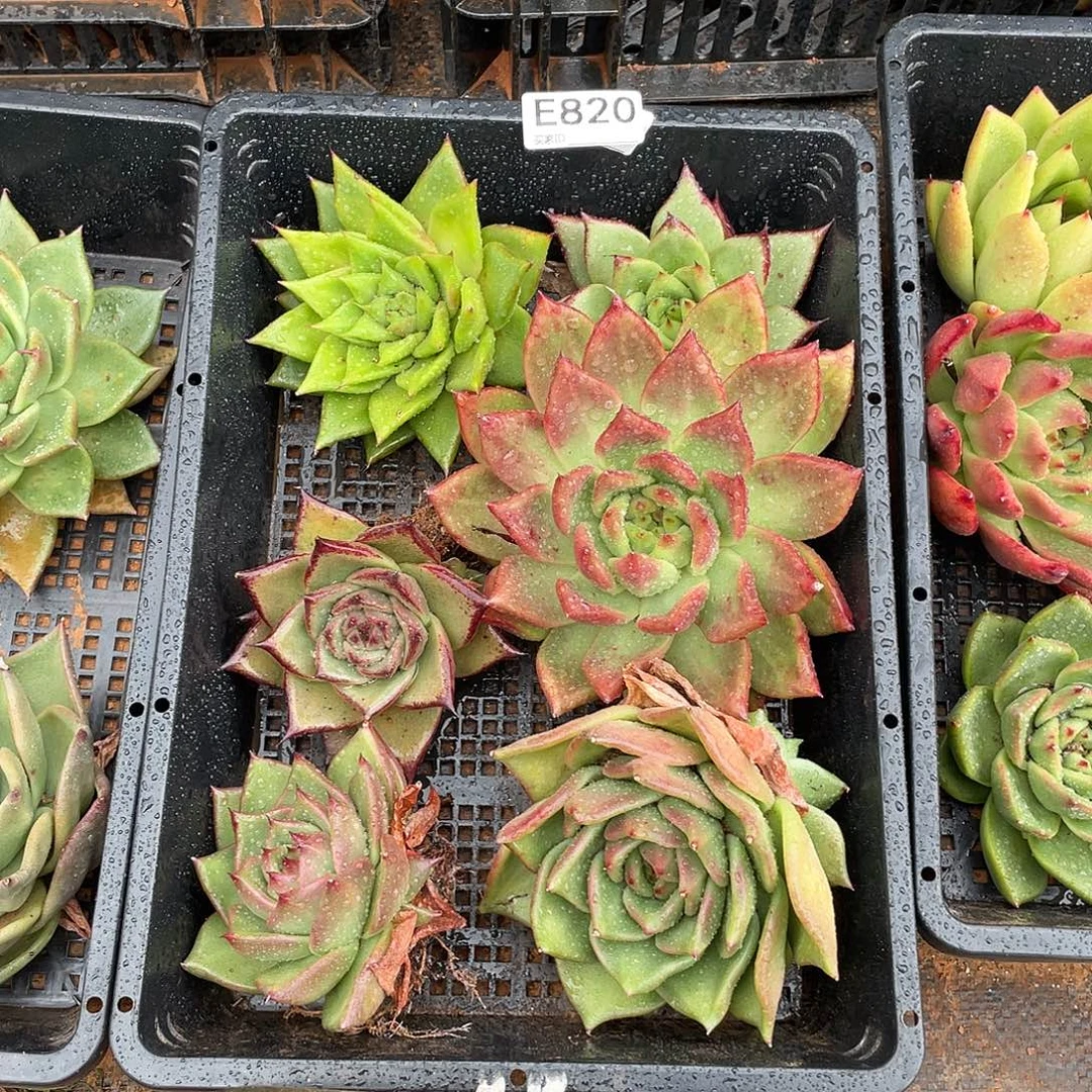 若如东云筐拍E820