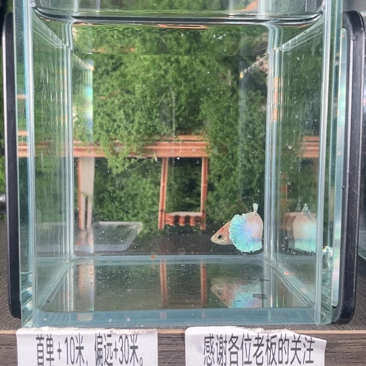斗鱼活体不退不换谢谢