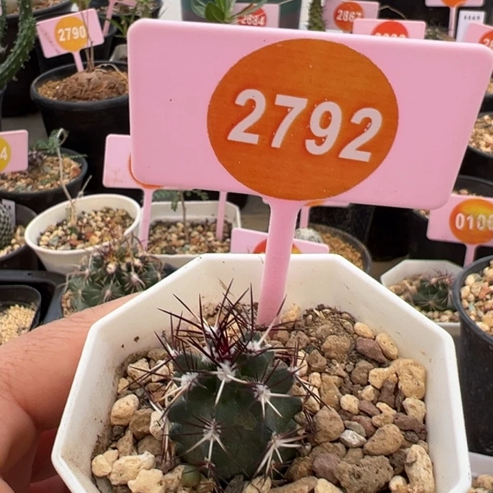 实生达氏青花虾一棵2792