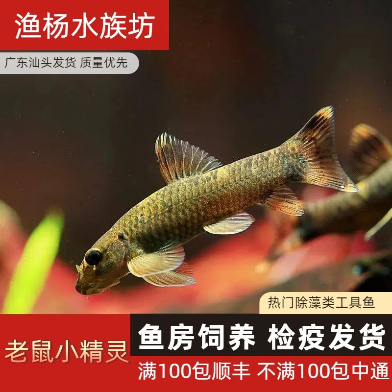 【渔扬水族】老虎小精灵工具鱼鱼缸清洁工鱼淡水鱼鱼缸工具鱼