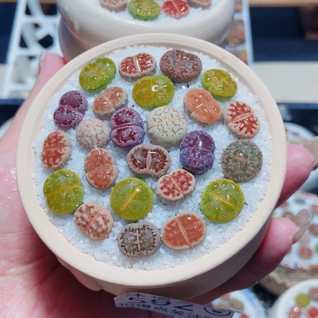 颖***寅一物一拍 所见即所得592