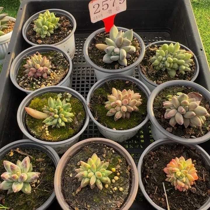 2579多肉植物一物一拍